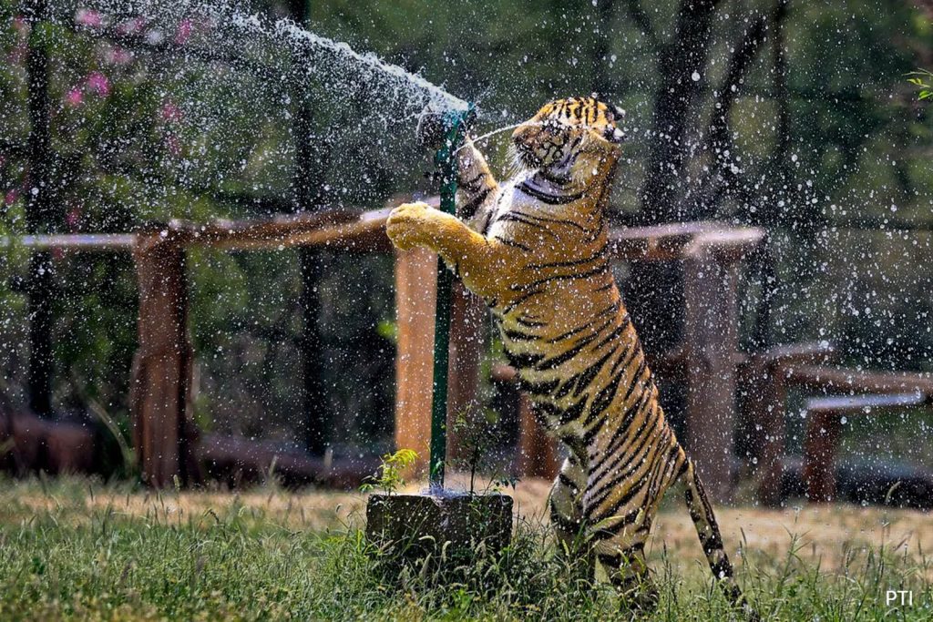Nahargarh Biological Park